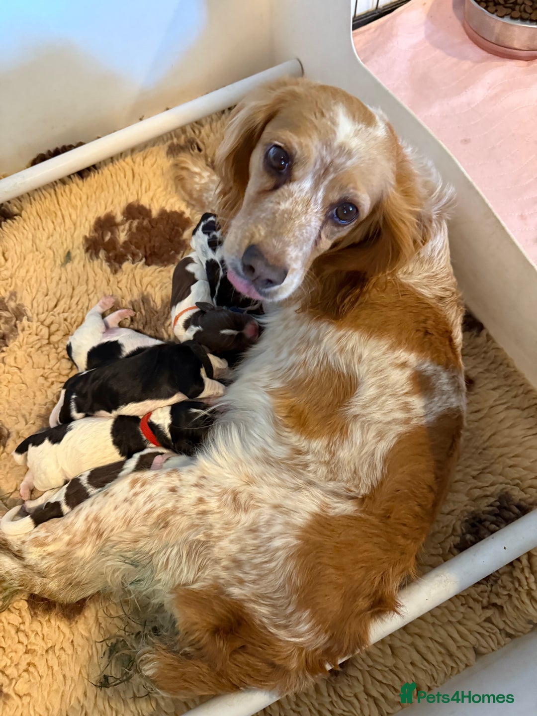 Cocker Spaniel dogs for sale: 2 beautiful working cocker boys  - Image 4