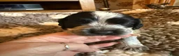 Cocker Spaniel dogs for sale: KC  Show cocker spaniel pups - Advert 8