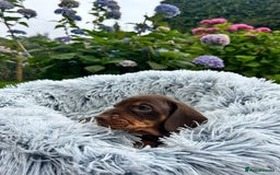 Miniature Dachshund dogs for sale: Kc reg PRA clear miniature dachshund puppies  - Image 18