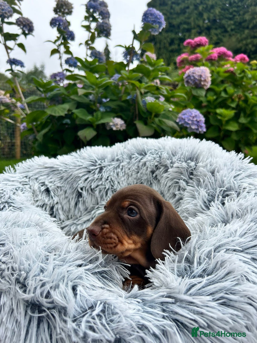 Miniature Dachshund dogs for sale: Kc reg PRA clear miniature dachshund puppies  - Image 18