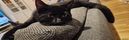 Bombay cats for sale: FREE TO REHOME Male Black Bombay Cat - Advert 3