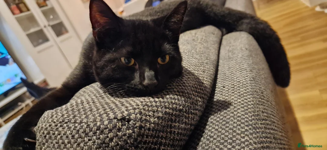 Bombay cats for sale: FREE TO REHOME Male Black Bombay Cat - Advert 3