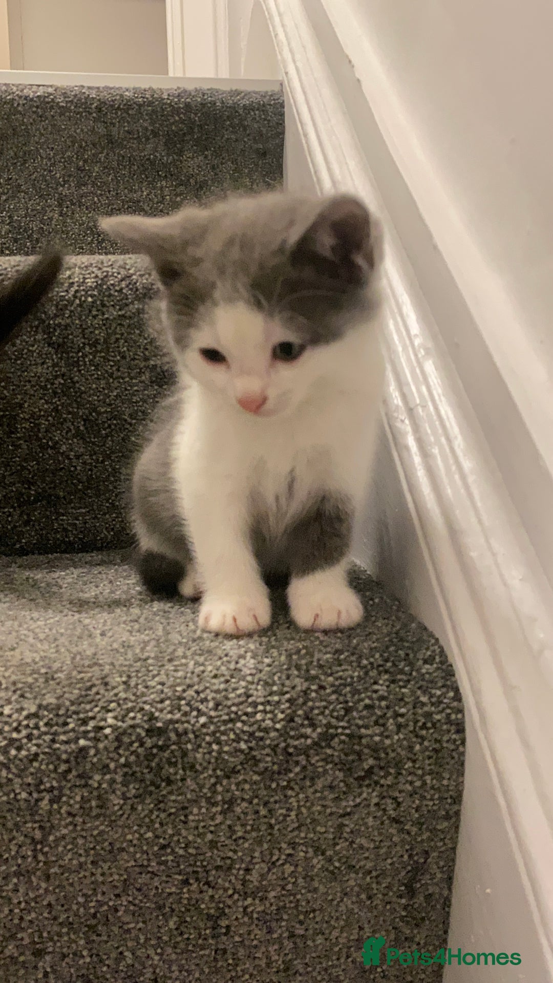 Himalayan cats for sale: Himalayan x Maine Coon Kittens – Ready Soon! - Image 14