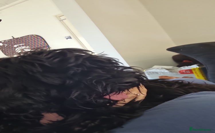 Cockapoo dogs - Advert 3