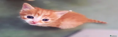 Ren