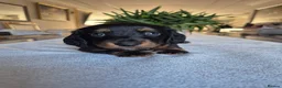 Miniature Dachshund dogs for sale: Beautiful Miniature Dachshund Puppies!💙💙♥️♥️♥️ - Advert 9