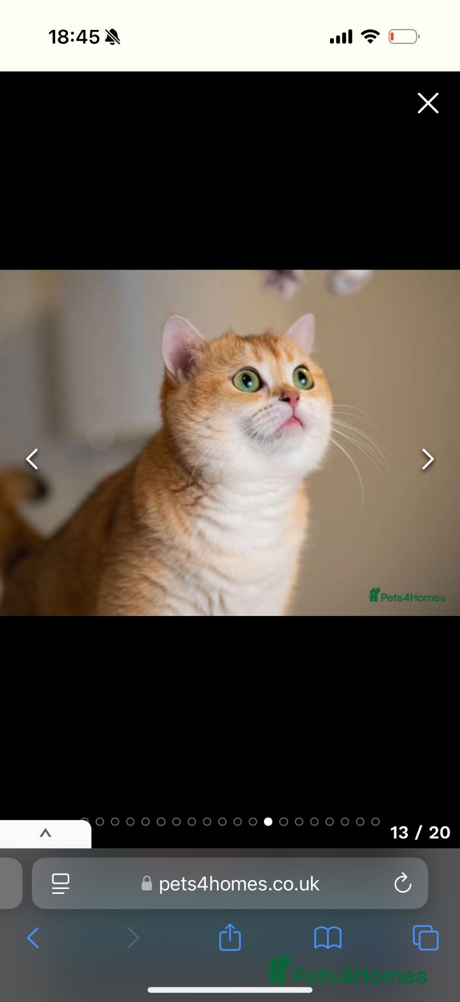 British Shorthair cats Charlie is ready for a new home - Advert 2