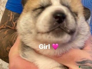 Akita dogs - Advert 13