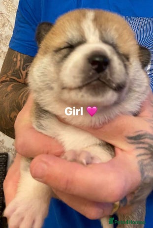 Akita dogs - Advert 4