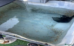 Koi Carp fish for sale: Koi Fry 8-10 weeks old new batch high quality - Image 3