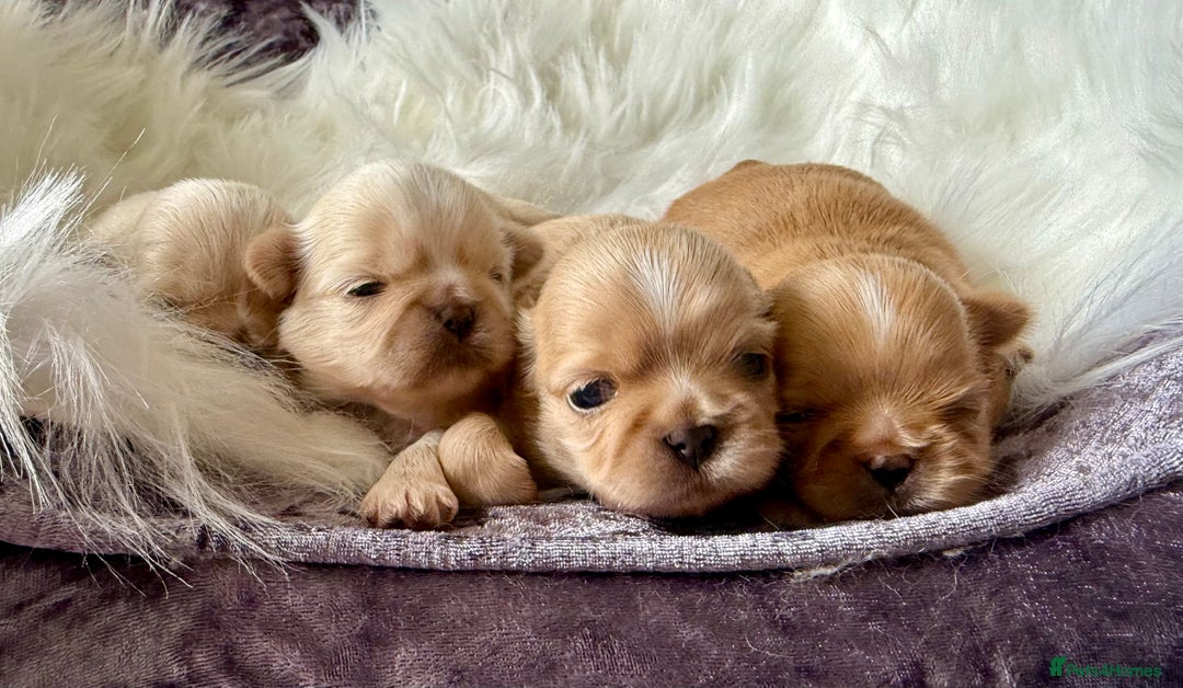 Shih Tzu dogs for sale: Stunning full Imperial Shih Tzu’s - Image 15