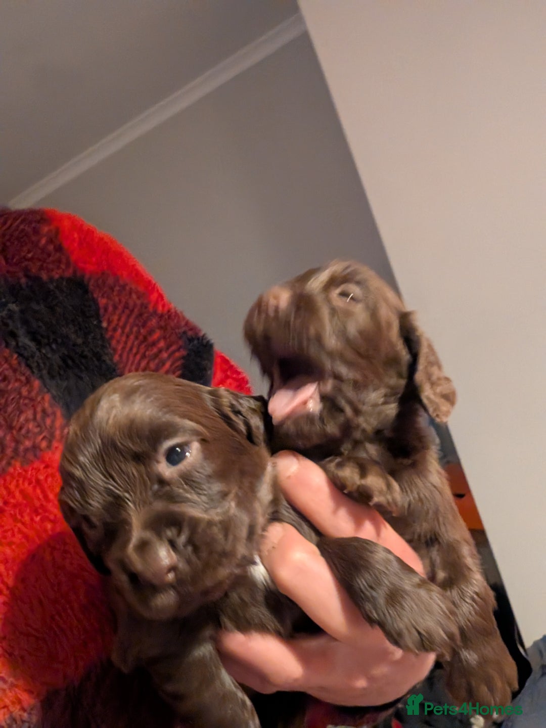 Cocker Spaniel dogs for sale: chocolate cocker spaniels stunning pups - Advert 2