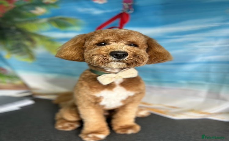 Cavachon dogs - Advert 1