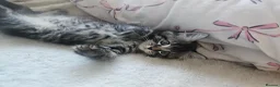 Mixed Breed cats for sale: 3 gorgeous kittens  - Advert 14