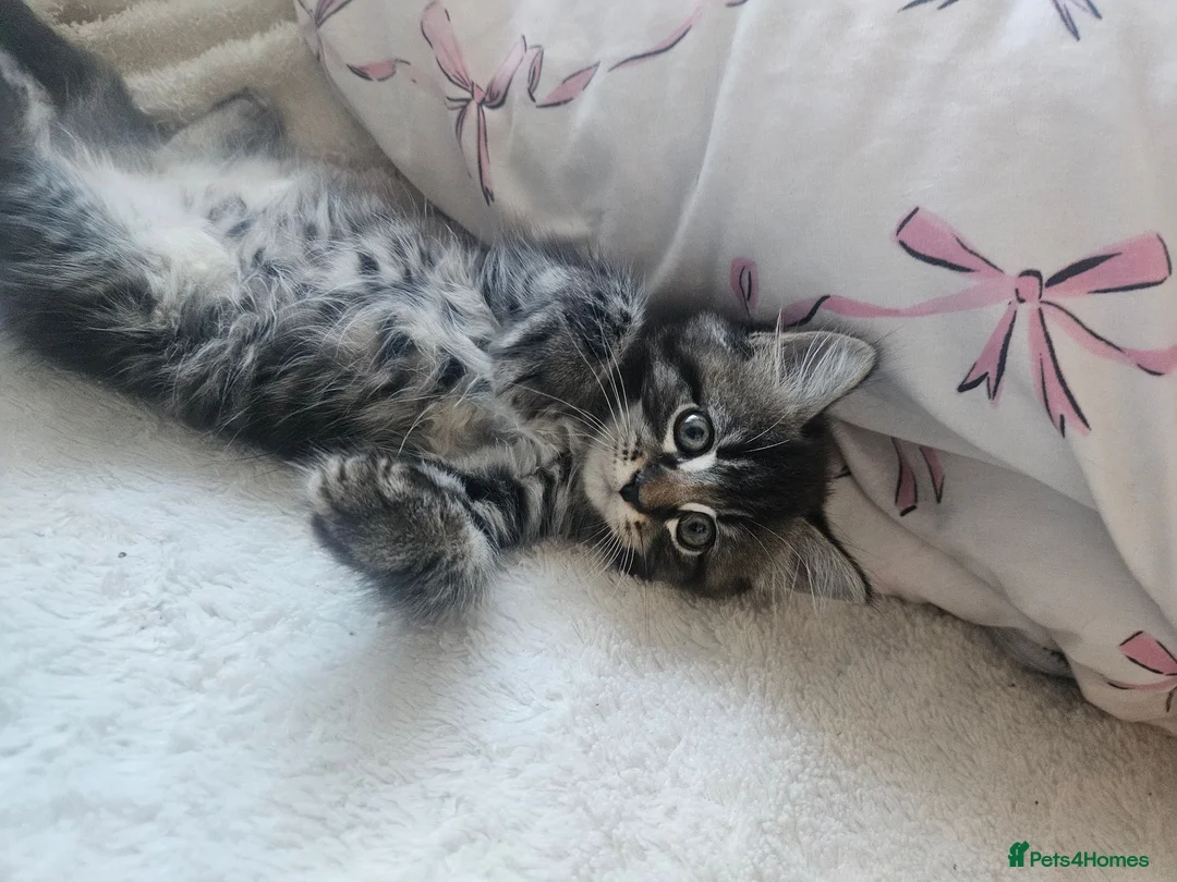 Mixed Breed cats for sale: 3 gorgeous kittens  - Advert 14