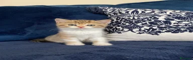 Tabby tort female