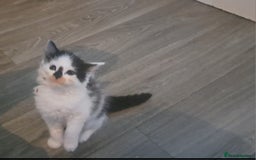 Mixed Breed cats for sale: 7 gorgeous kittens READY NOW - Image 9