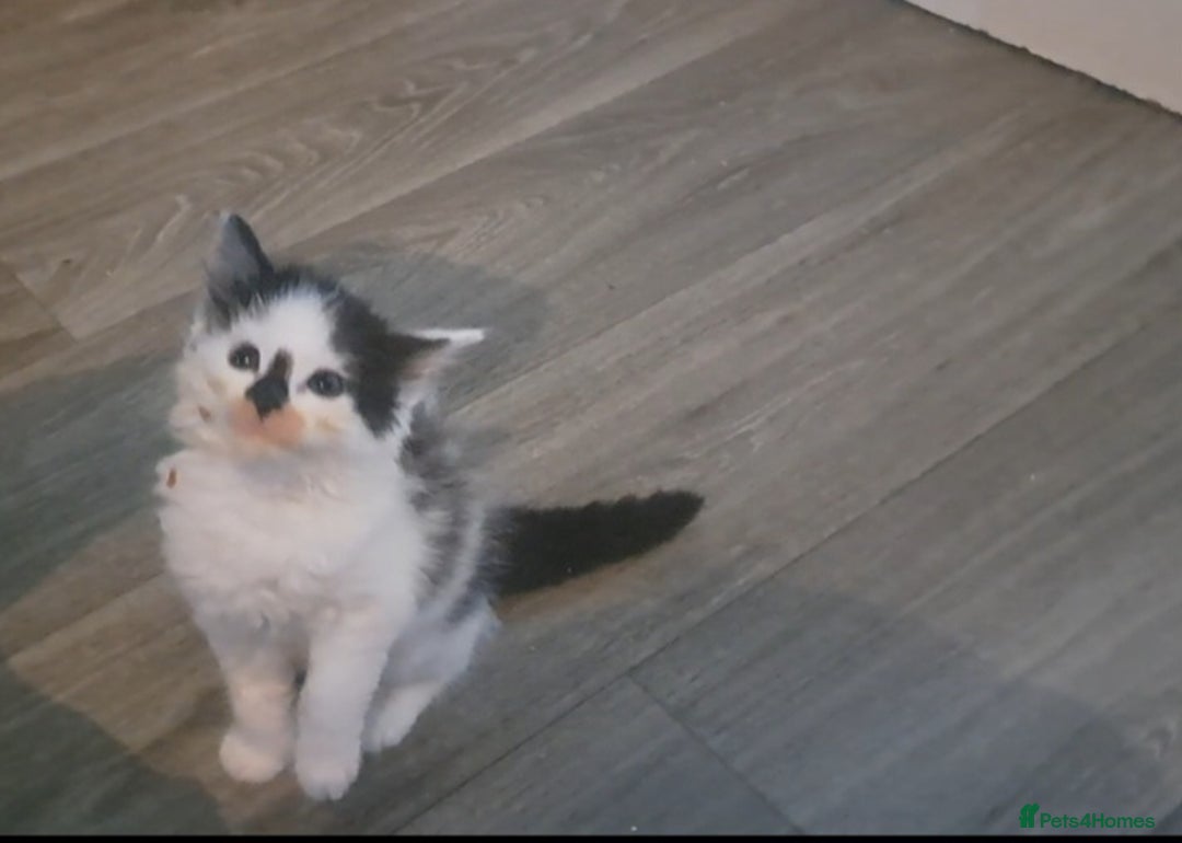 Mixed Breed cats for sale: 7 gorgeous kittens READY NOW - Image 9