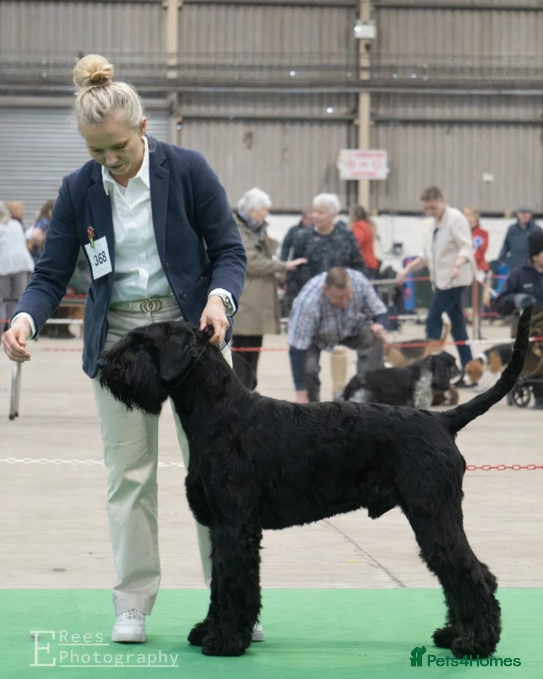 Giant Schnauzer dogs for stud: Stud dog - Giant Shnauzer  - Advert 2