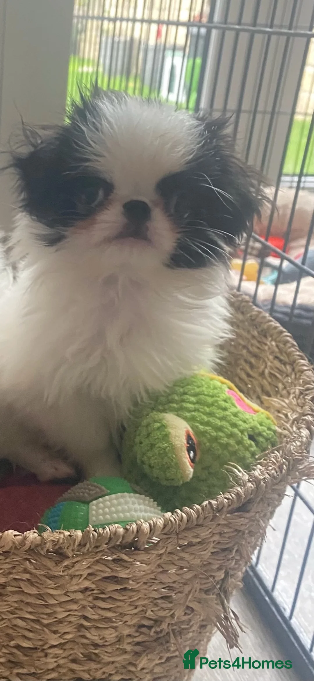 Japanese Chin dogs for sale: Stunning Japanese chin puppies  - Advert 23