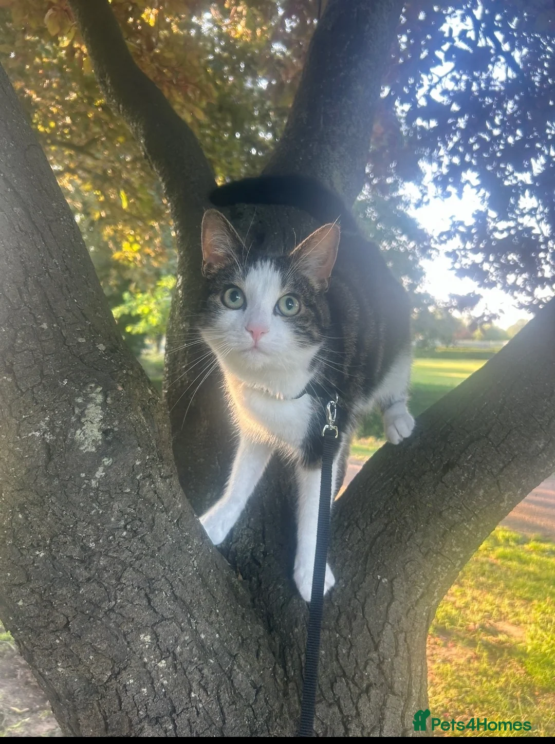 Mixed Breed cats for sale: Carlos, 3 years old🐱 house cat looking for love. in Norwich - Advert 4