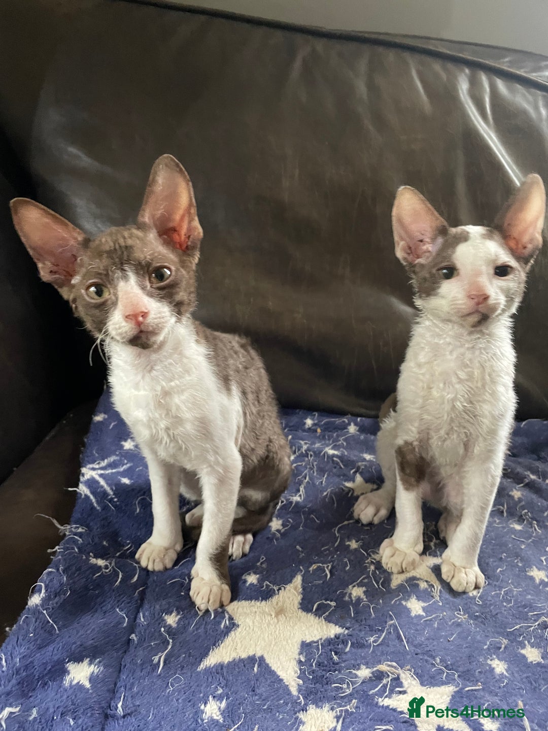 Cornish Rex cats for sale: Ready now -  gccf registered Cornish Rex - Advert 5