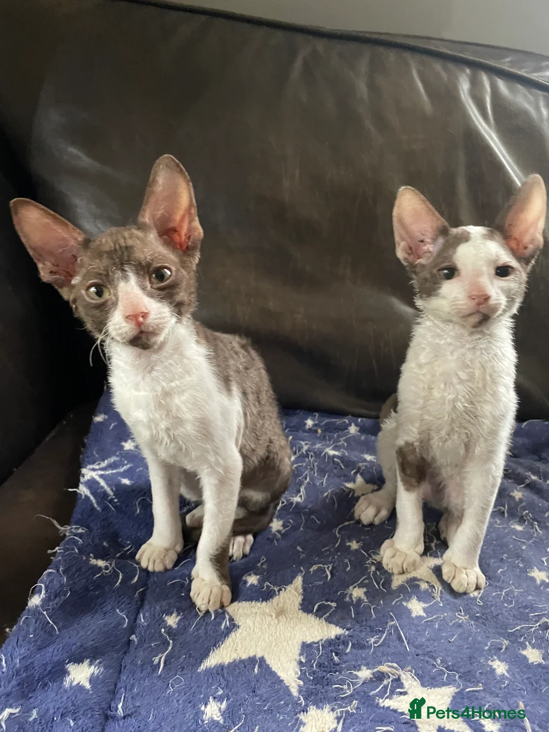 Cornish Rex cats for sale: Ready now -  gccf registered Cornish Rex - Advert 5