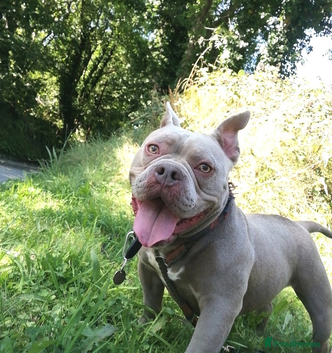 Mixed Breed dogs for adoption: NELLIE 2yr old Pocket Bully - Image 1