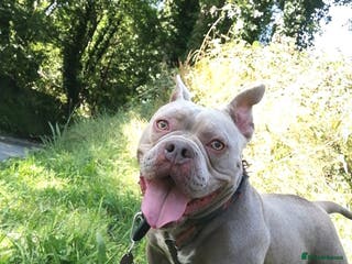 Mixed Breed dogs NELLIE 2yr old Pocket Bully - Advert 16