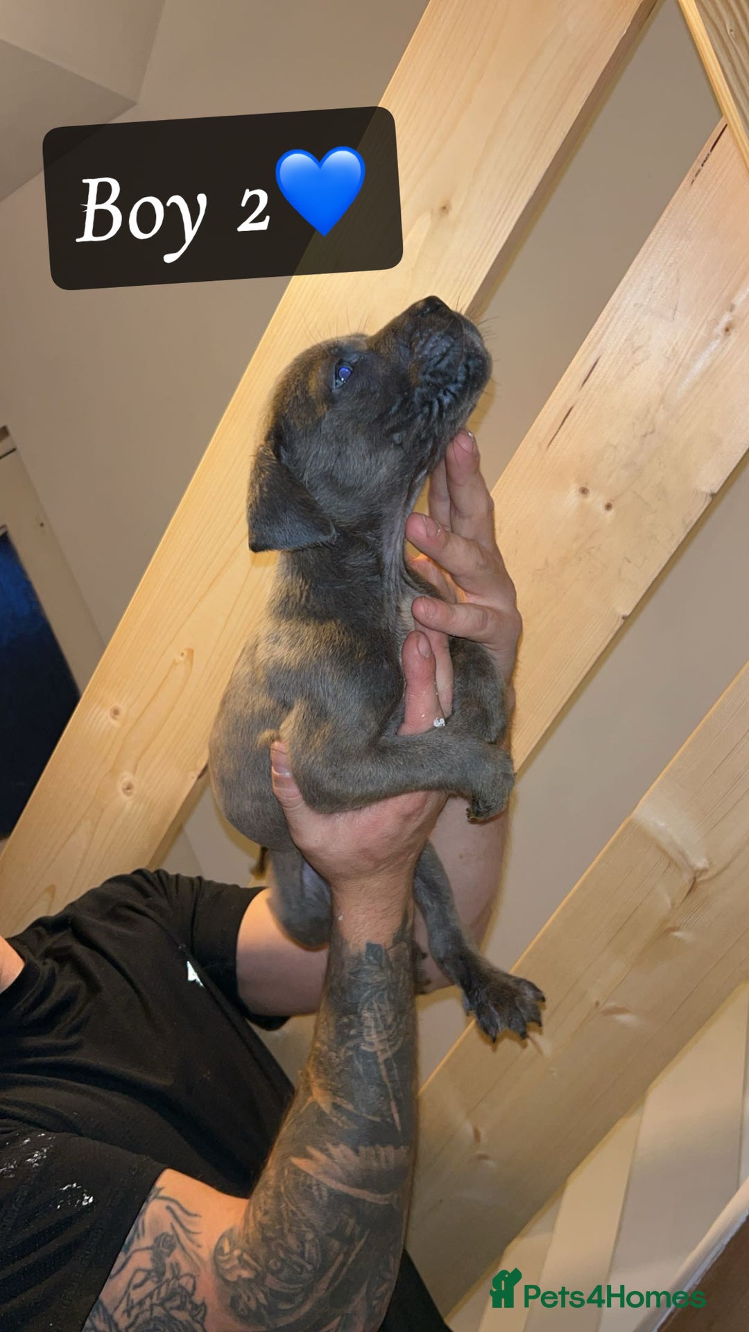 Mixed Breed dogs for sale: Cane Corso x Pocket Bully - Image 7