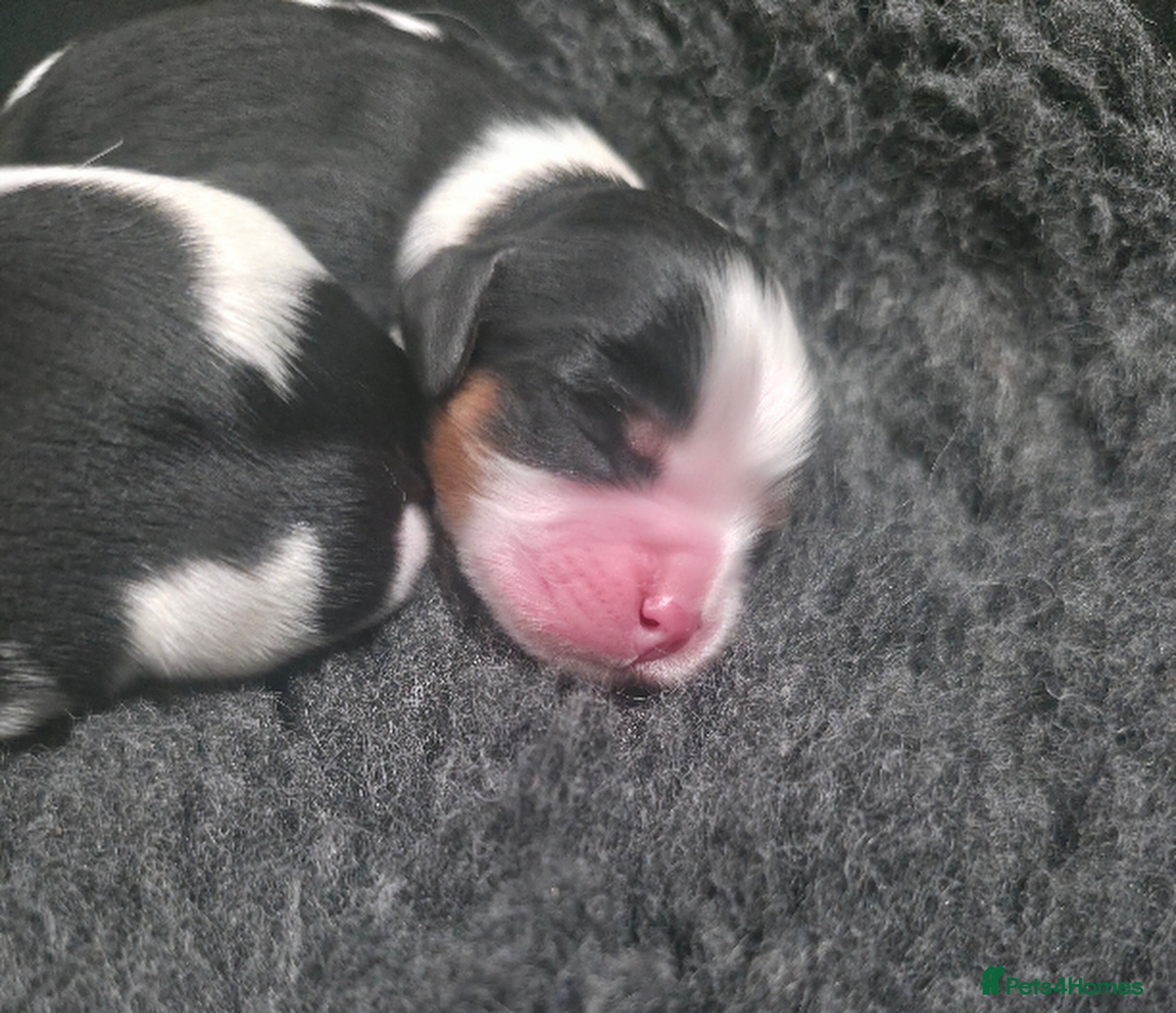 Cavalier King Charles Spaniel dogs KC Cavalier King Charles waiting list open - Advert 7