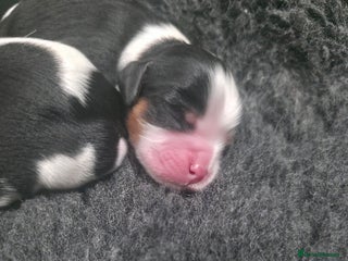 Cavalier King Charles Spaniel dogs KC Cavalier King Charles waiting list open - Advert 7