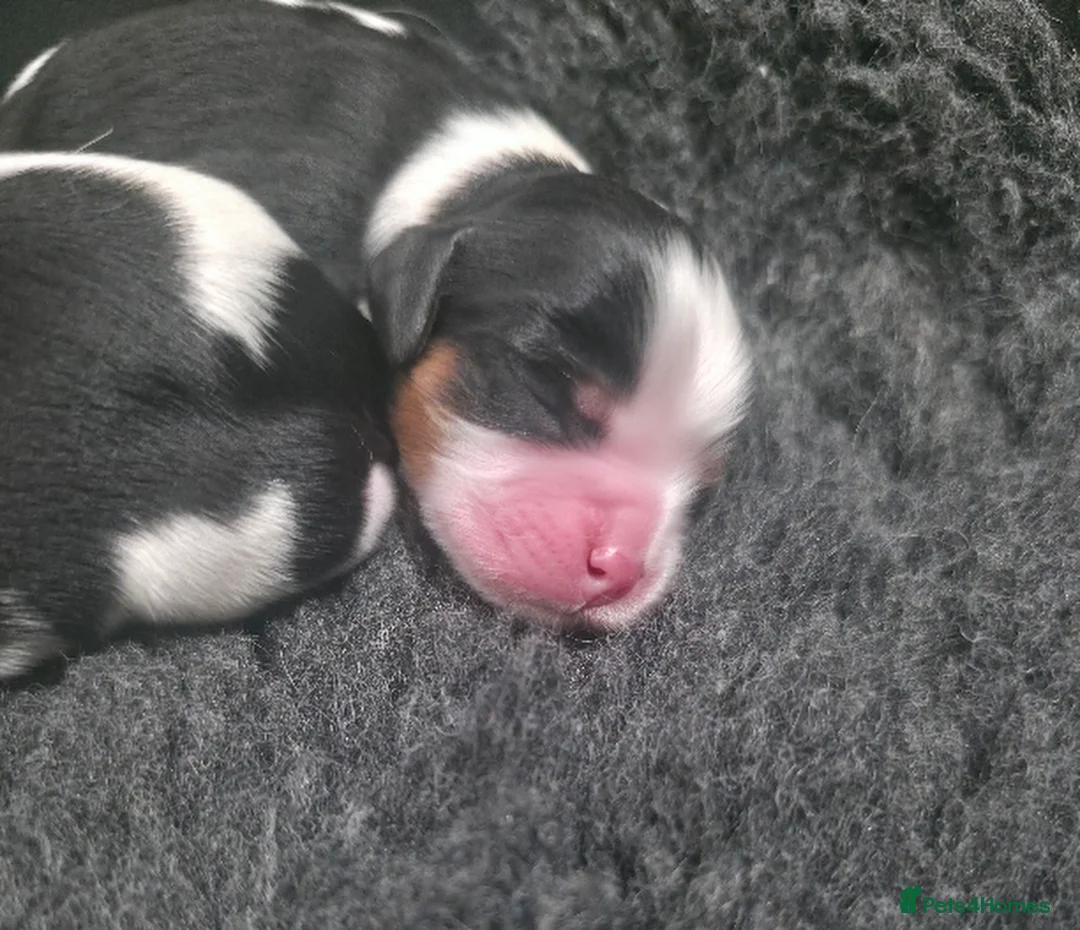 Cavalier King Charles Spaniel dogs for sale: KC Cavalier King Charles puppies - Advert 5