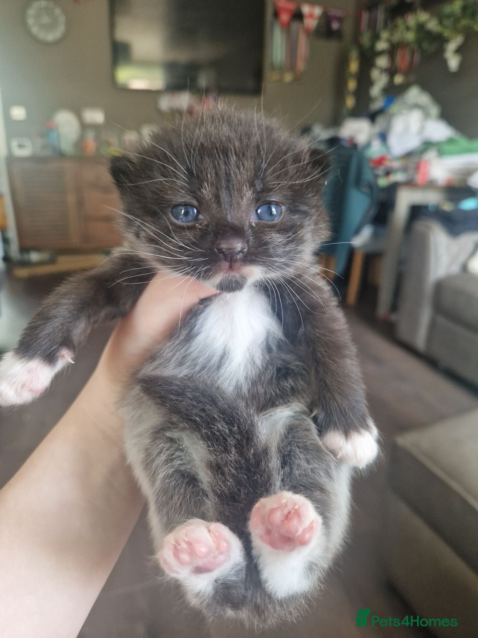 Mixed Breed cats Maine coon x british shorthair mix - Advert 2