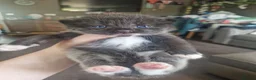 Mixed Breed cats for sale: Maine coon x british shorthair mix - Advert 1