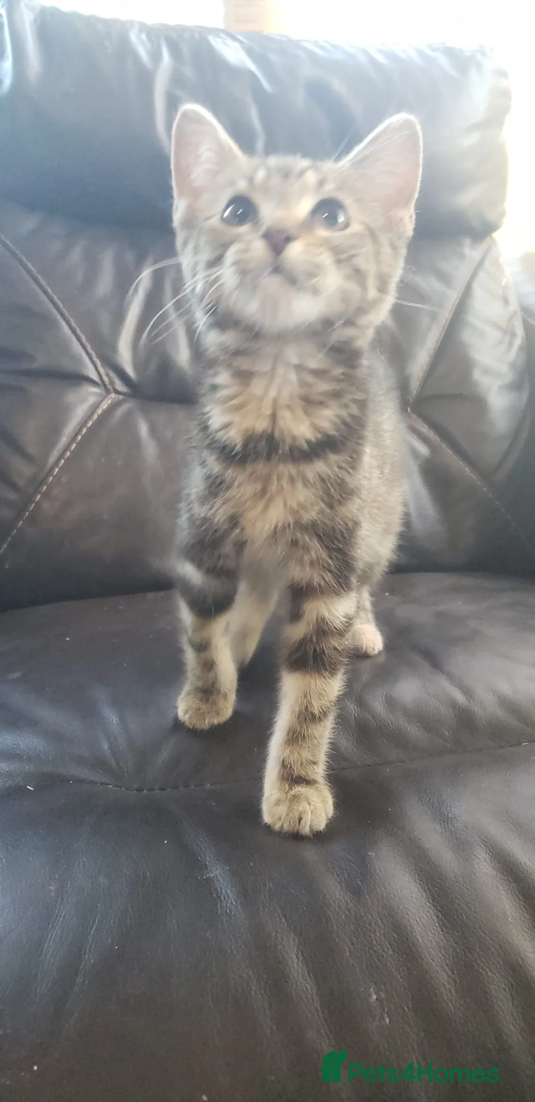 Mixed Breed cats for sale: Domestic Short Hair/Farm Kittens  - Advert 9
