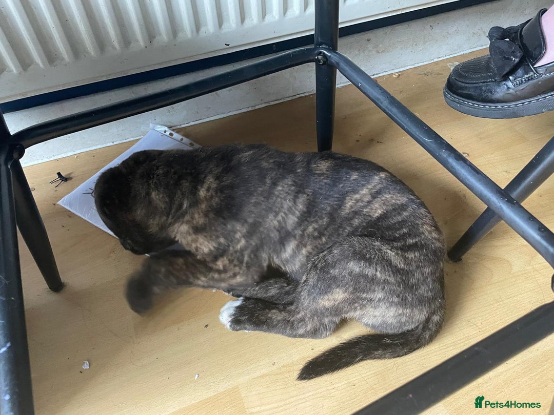 Mixed Breed dogs for sale: American Akita/Bullmastiff cross - Image 5
