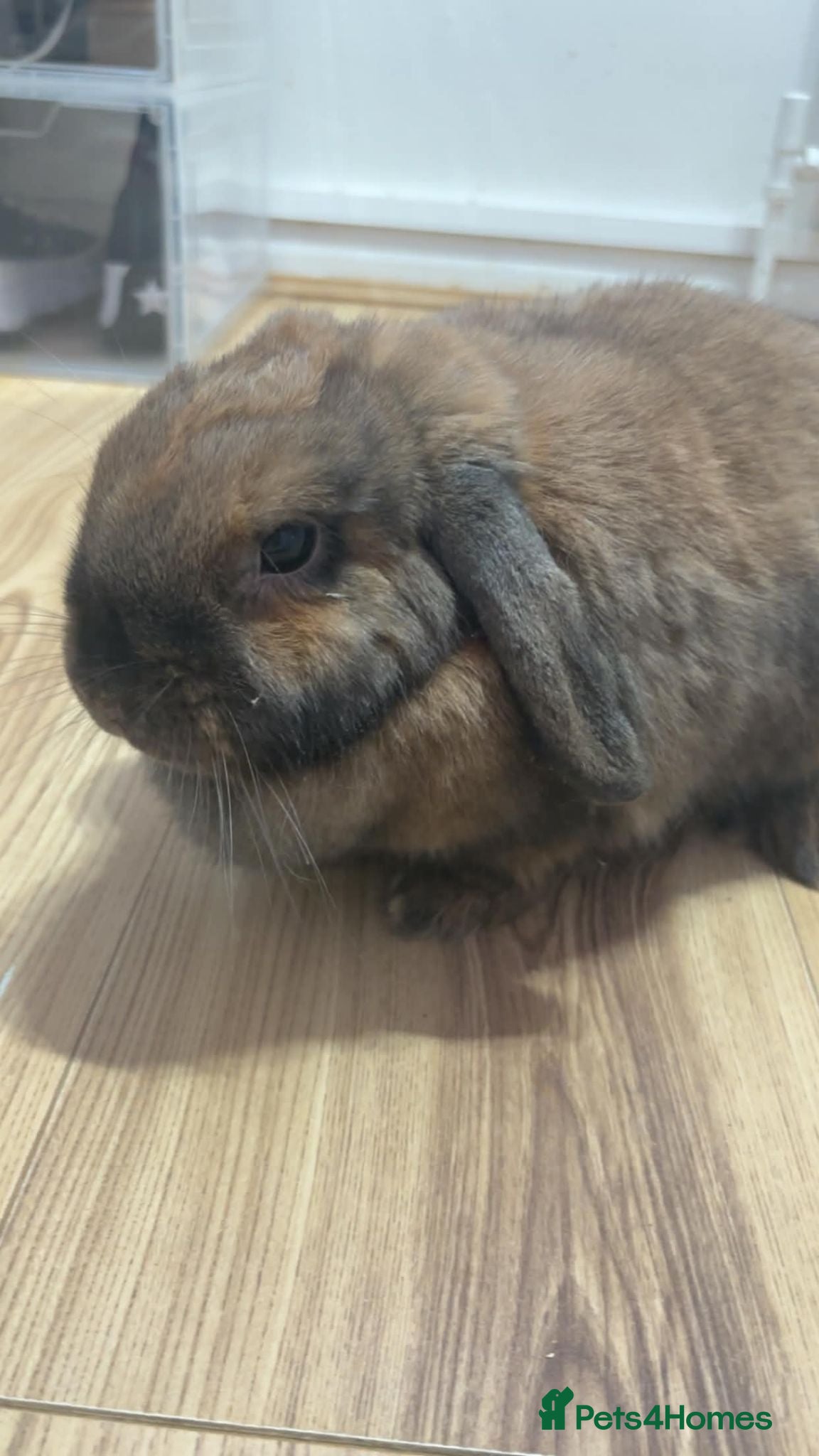 Mini Lop rabbits Lovely Mini Lop Female - Advert 2