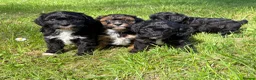 Cavapoo dogs for sale: Beautiful F1 Cavapoo Puppies - 1 Girl 3 Boys in Gosport - Advert 8