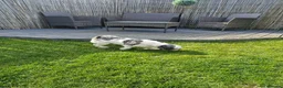 Mixed Breed dogs for sale: Millie is looking for forever loving home! - Advert 8