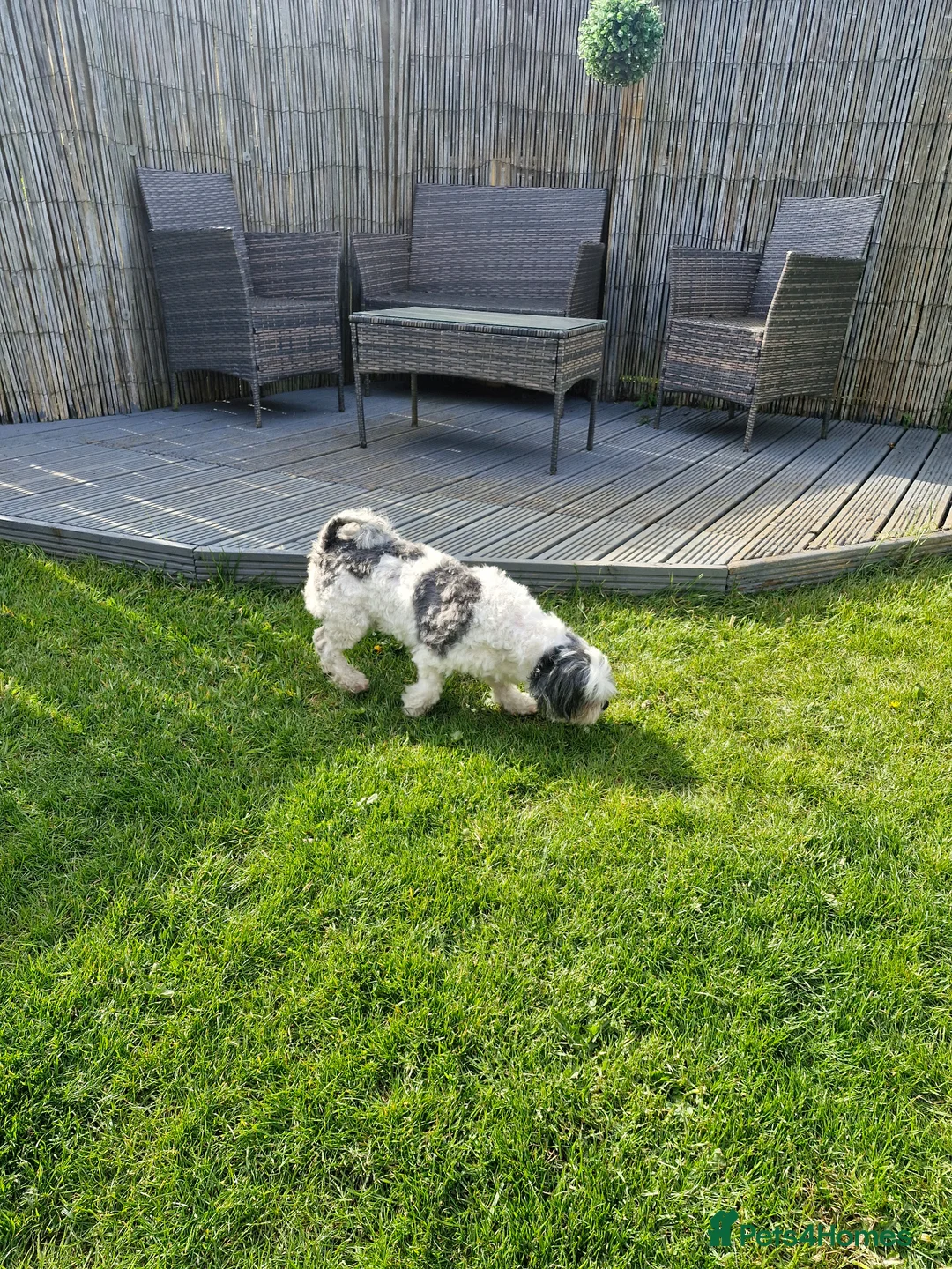 Mixed Breed dogs for sale: Millie is looking for forever loving home! - Advert 8