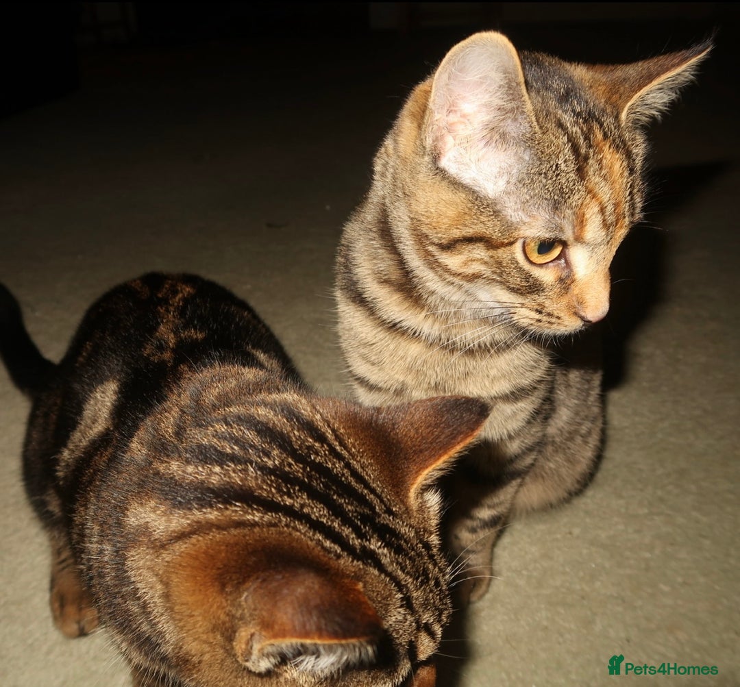 Bengal cats for sale: Mixed bengal kitten - Advert 2