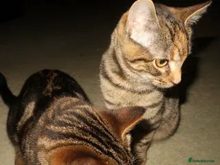 Bengal cats Mixed bengal kitten - Advert 2