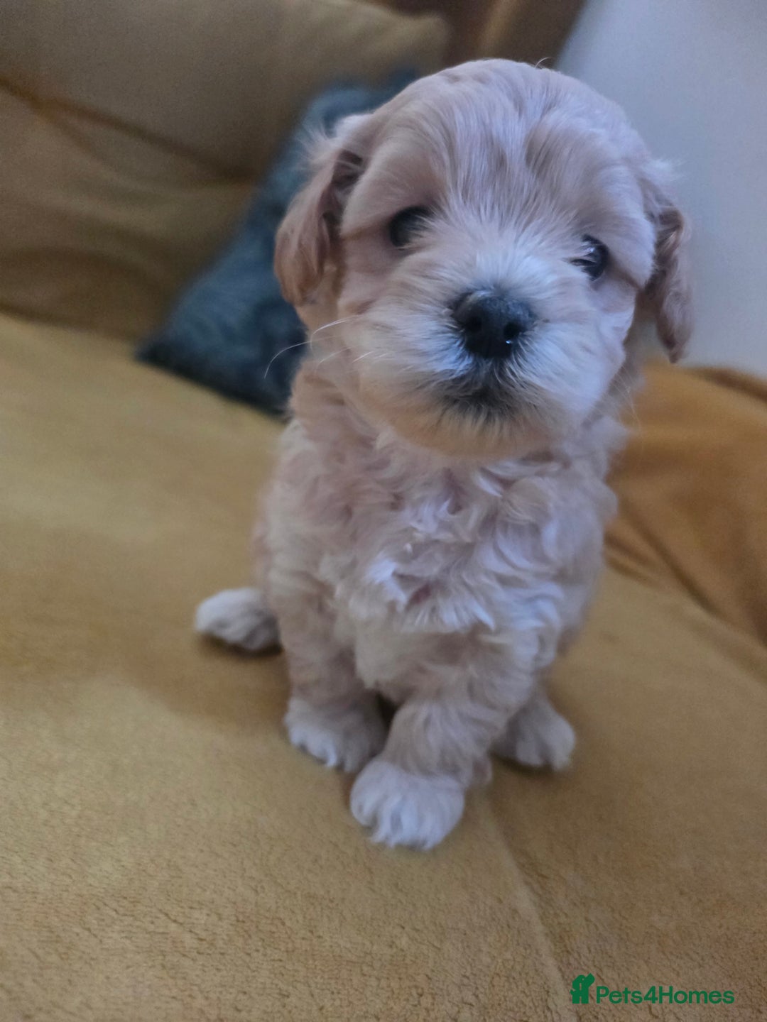 Maltipoo dogs for sale: F1 Maltipoo for sale  - Advert 4