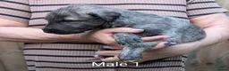 Irish Wolfhound dogs for sale: Irish Wolfhound Puppies  - Advert 5