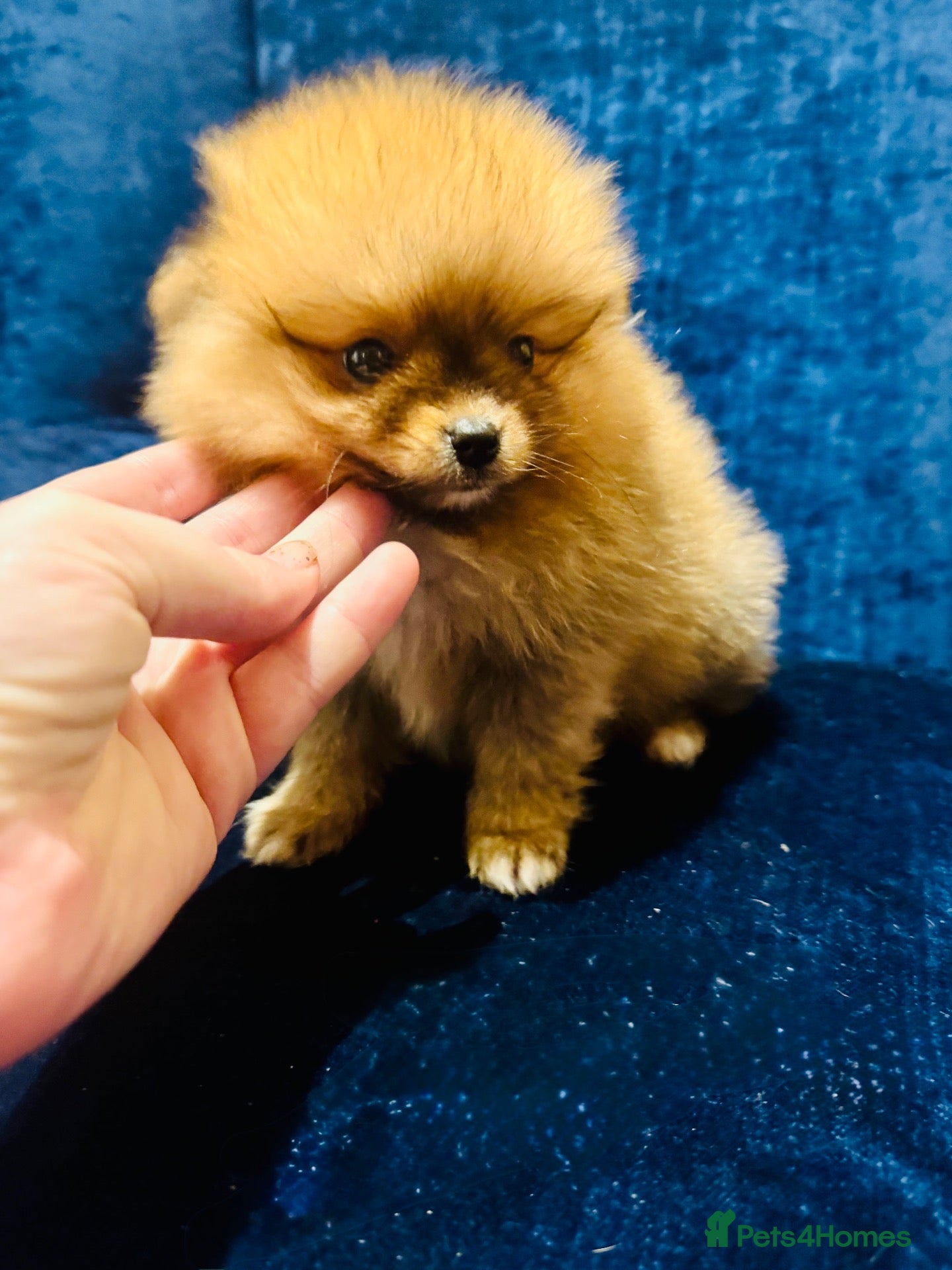 Pomeranian dogs Cream shaded Pomeranian pups - Advert 1