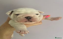 English Bulldog dogs for sale: 4 KC English Bulldog Puppies  - Image 14