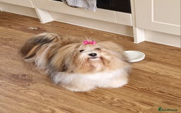 Havanese dogs for sale: Stunning KC Registered Havenese babies available.  - Image 18