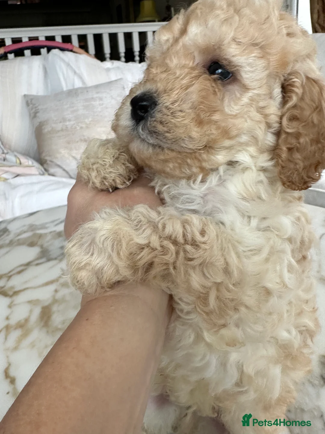 Miniature Poodle dogs for sale: Pedigree club registered 3 Miniature poodles!  - Advert 18
