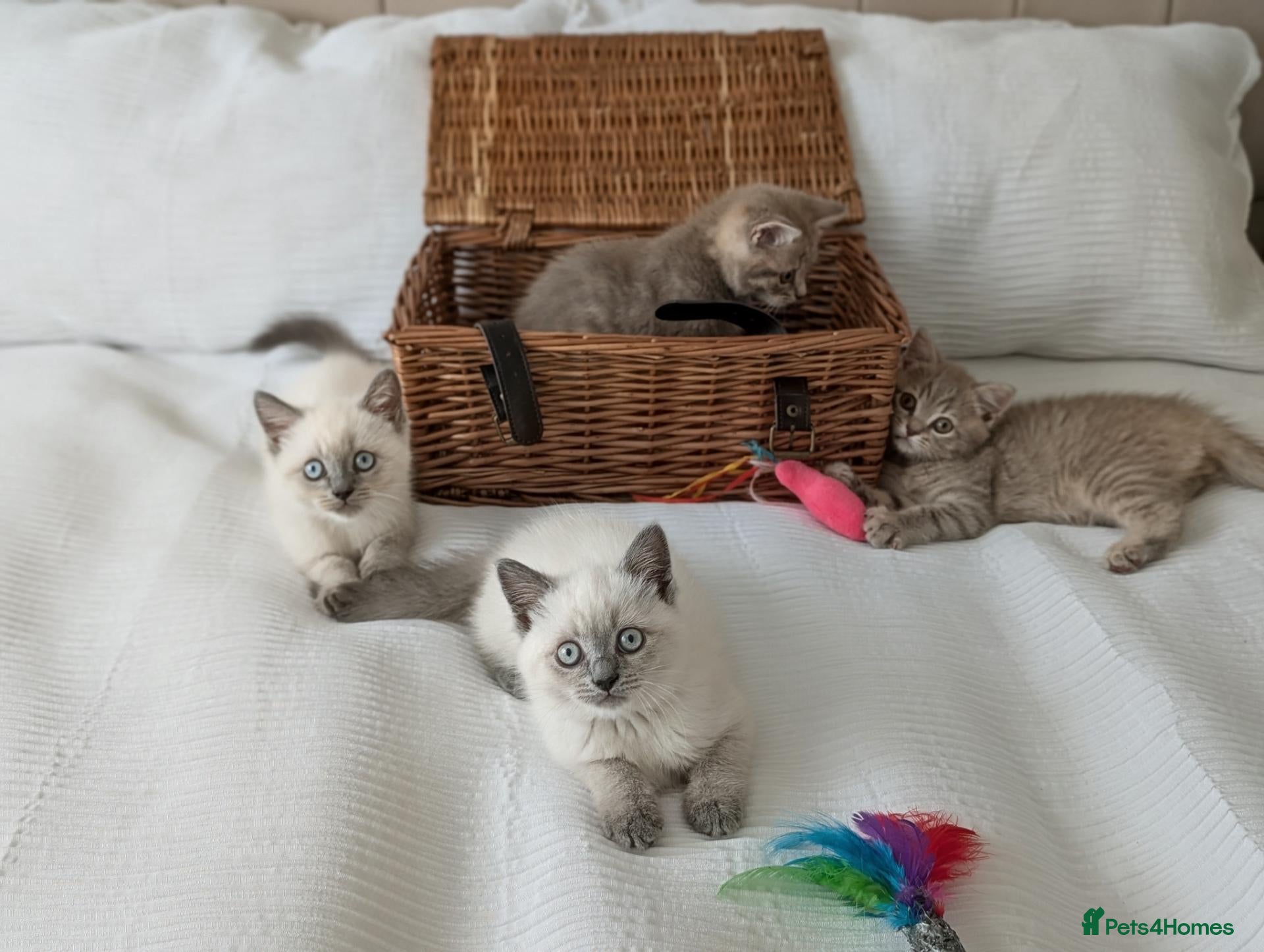 British Shorthair cats Rare colours British Kittens, ready soon.  - Advert 1